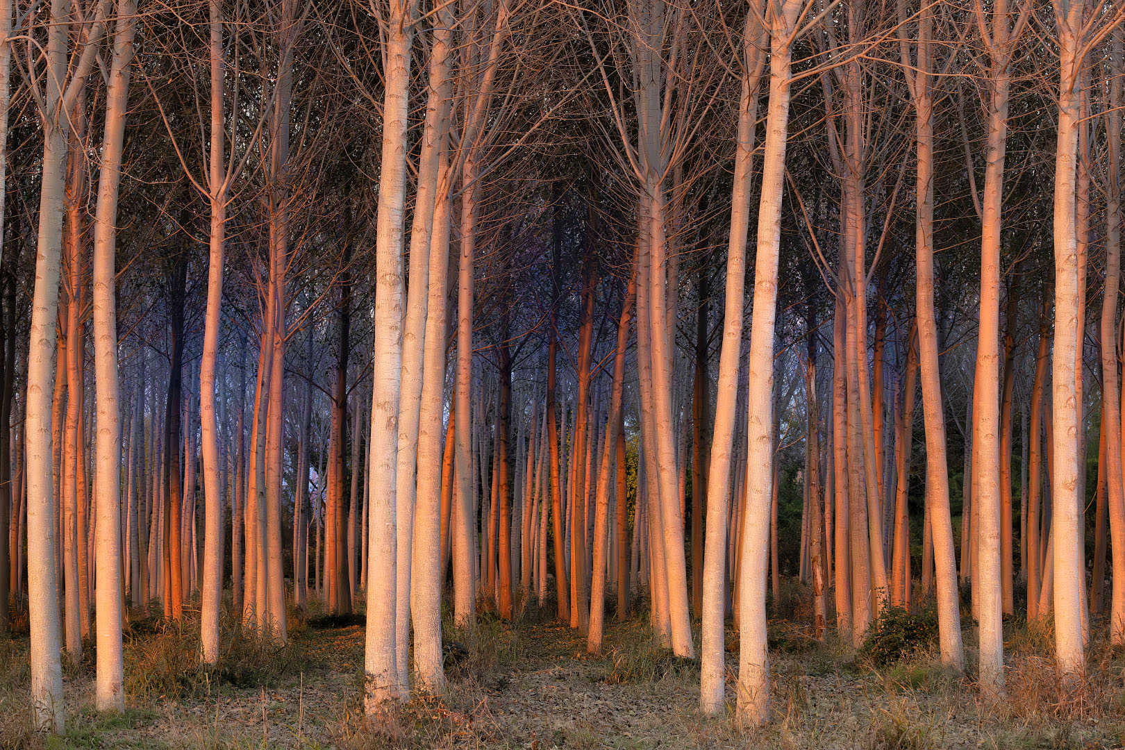 Poplar grove in sunset II